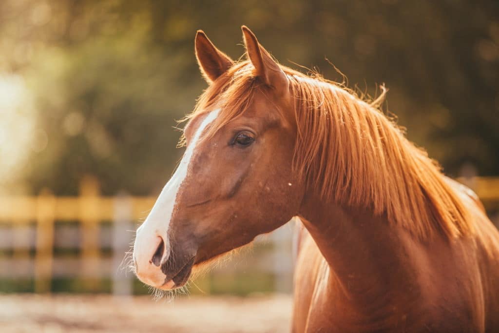 Cavallo.jpg