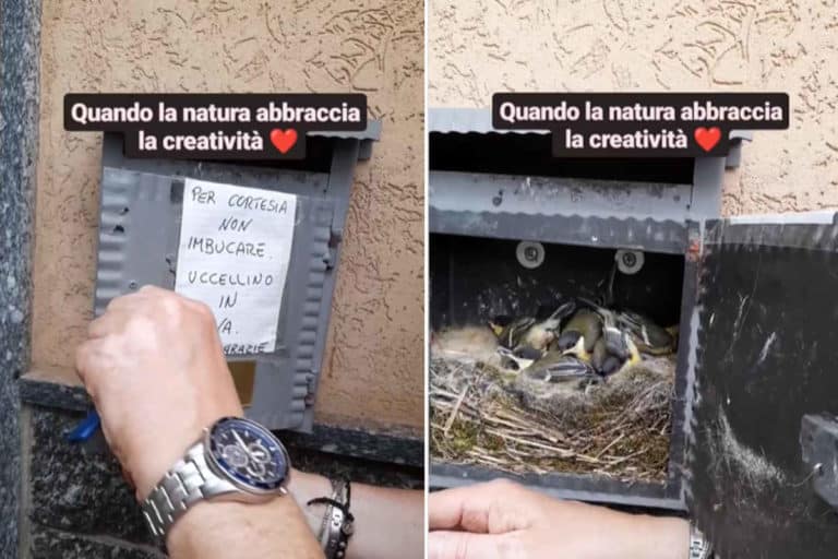 Cinciallegre cassette delle lettere.jpg
