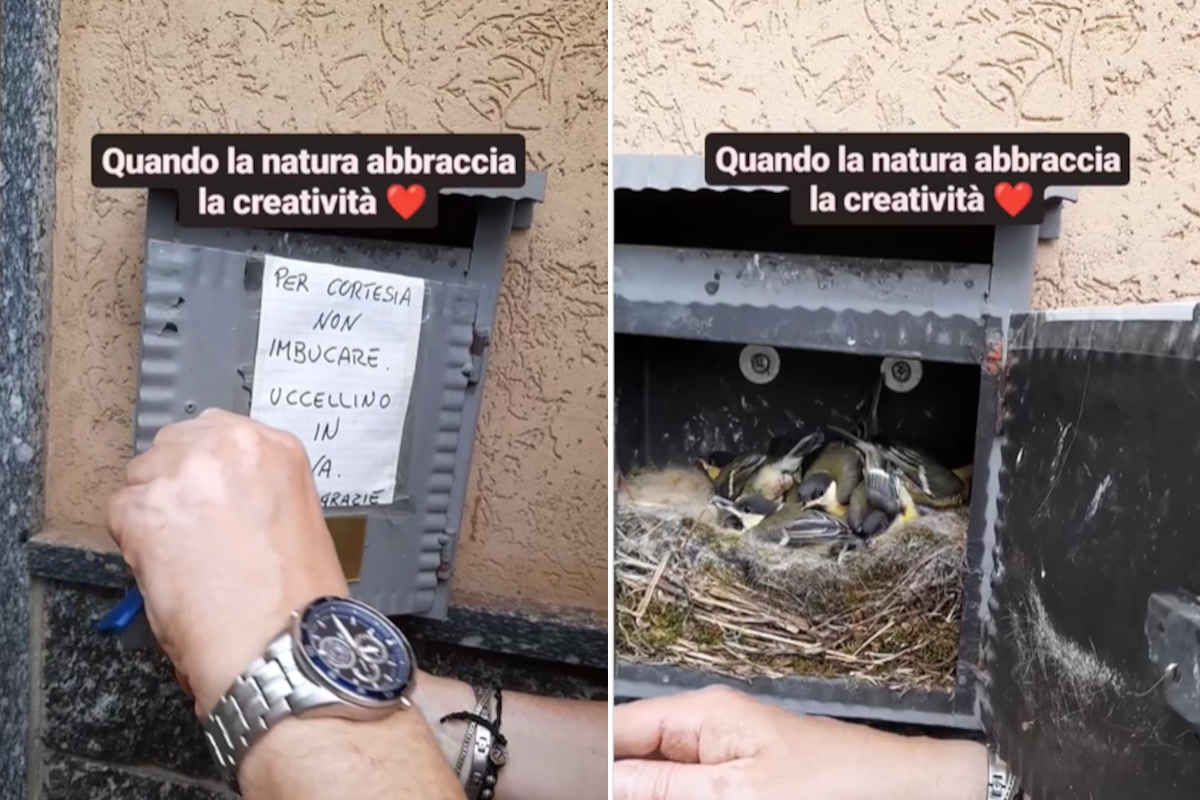 Cinciallegre cassette delle lettere.jpg