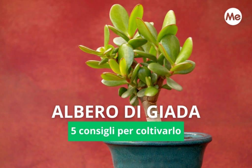 Copia di Copia di Cover Redazione 2 1.jpg