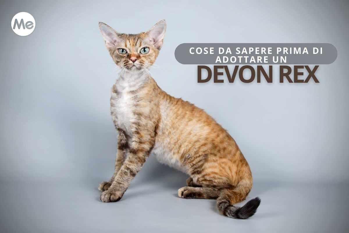 Devon rex: tutto quello che devi sapere prima di adottare questo gatto dal pelo “riccio” 1 Cover Redazione 4.jpg