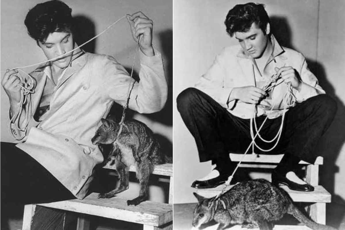 Elvis Presley e la triste storia (dimenticata) dei suoi wallaby, finiti nella gabbia di uno zoo per sempre 1 Elvis.jpg