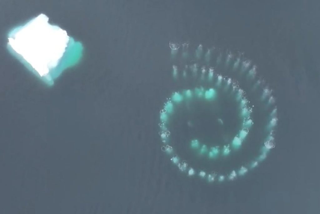 Fibonacci megattere.jpg