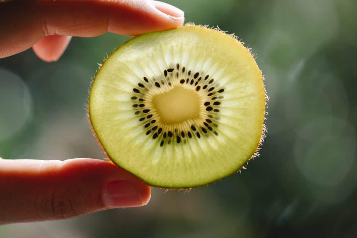 Kiwi.jpg