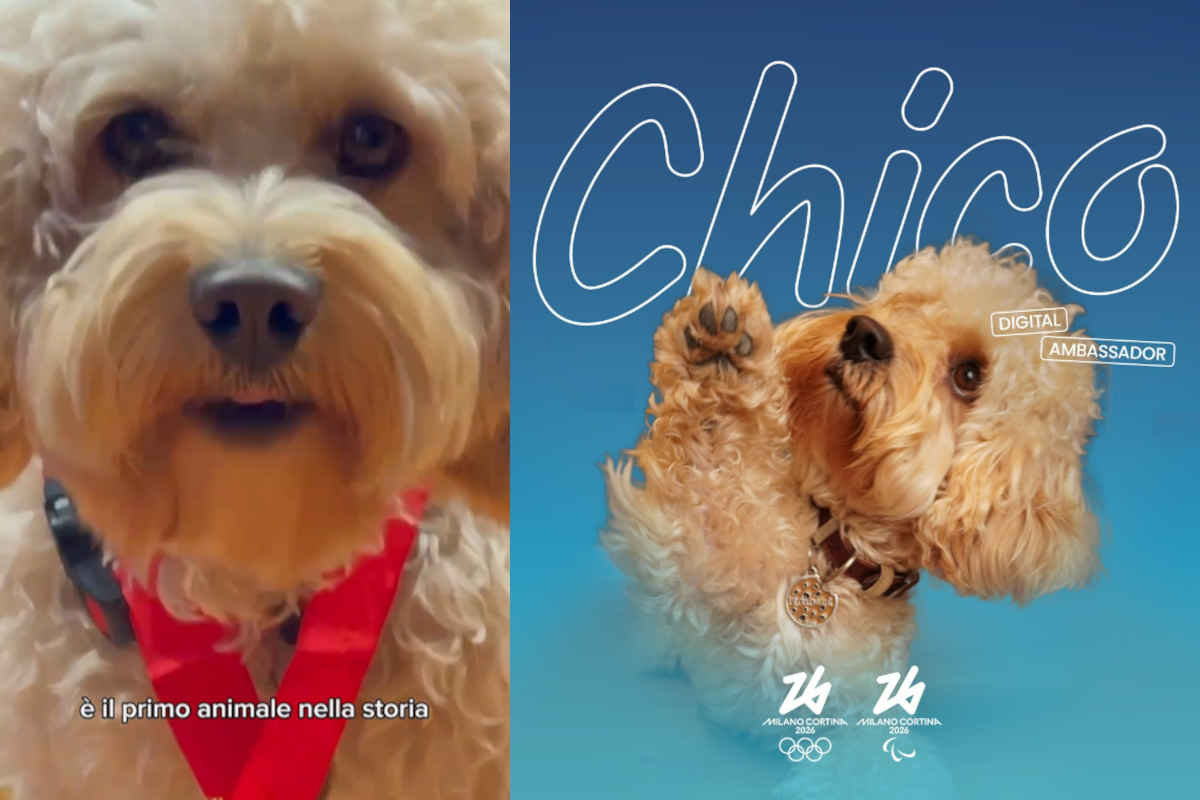 Chico è il cane influencer Digital Ambassador delle Olimpiadi di Milano Cortina 2026 (il primo nella storia dei Giochi) 1 Milano Cortina.jpg
