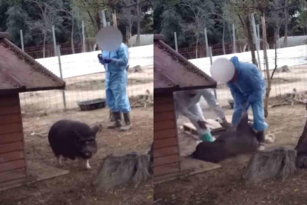 Pumba.jpg