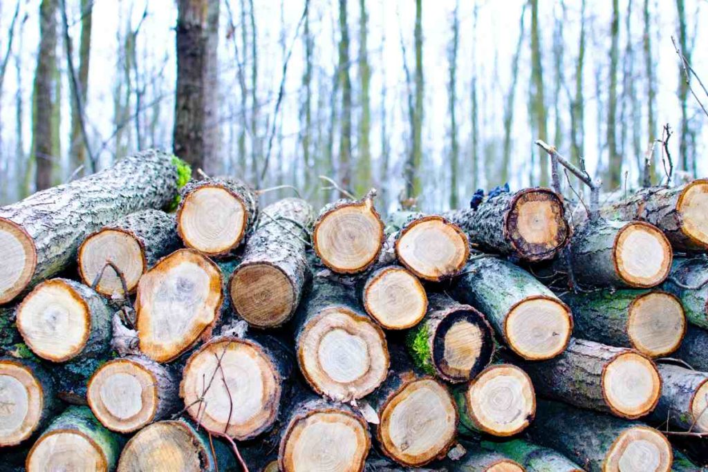 Tagliare alberi.jpg