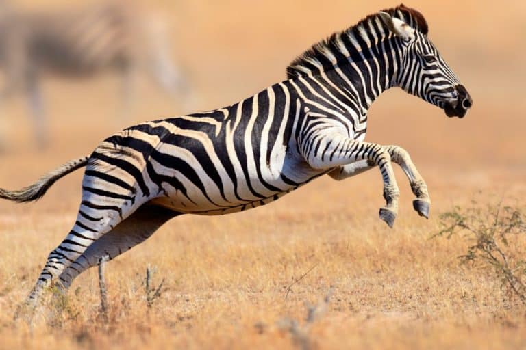 Zebra in fuga.jpg