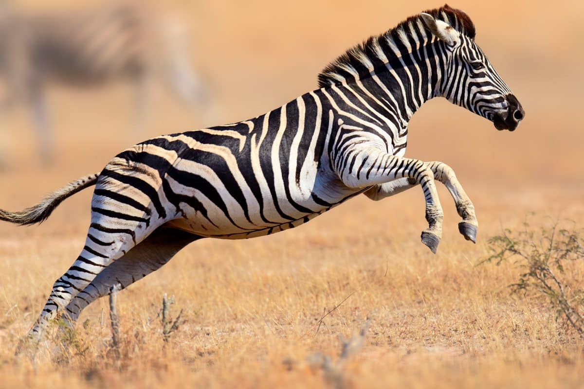 Zebra in fuga.jpg