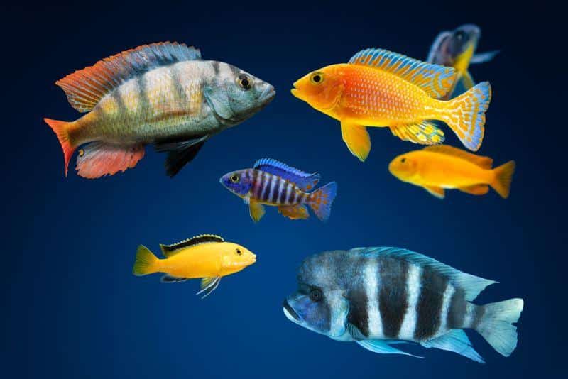 african cichlids m.jpg