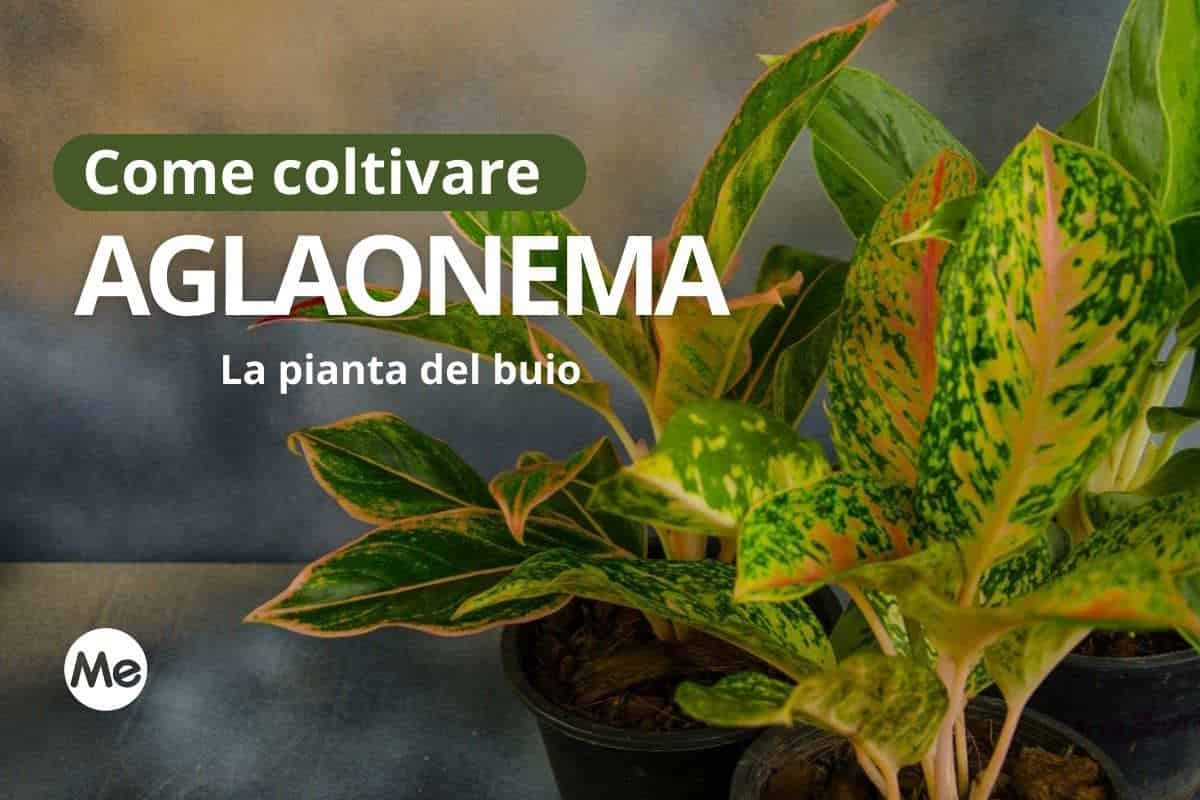 Aglaonema: tutto quello che devi sapere per coltivare la pianta del buio 1 aglanoma.jpg