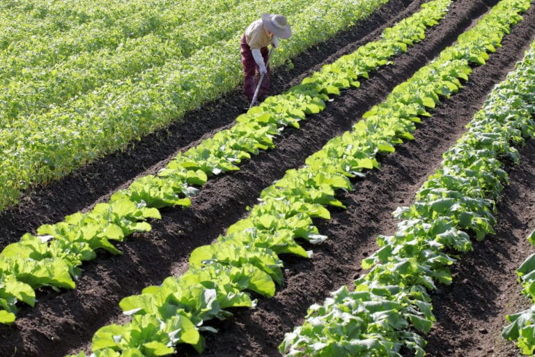 agricoltura campo.jpg