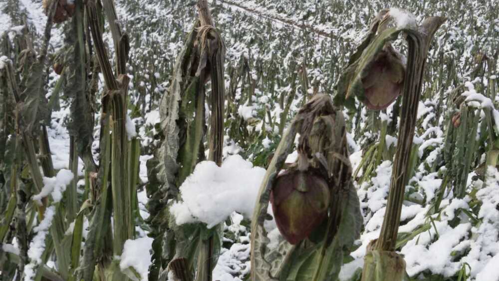 agricoltura gelo allarme coldiretti.jpg