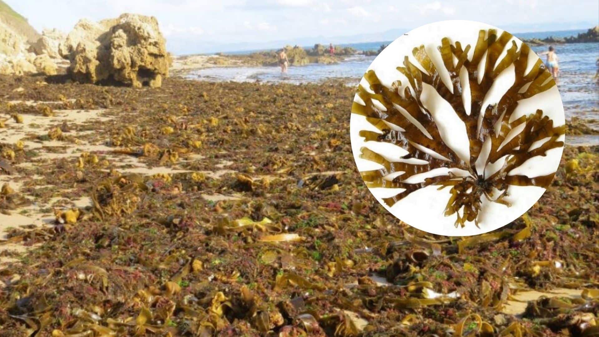 È infestante e ora è arrivata anche sulle nostre coste, gli effetti di quest’alga sutropicale sono devastanti (non solo per il turismo) 1 alga dal pacifico.jpg