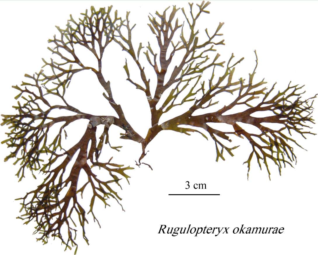 Rugulopteryx okamurae