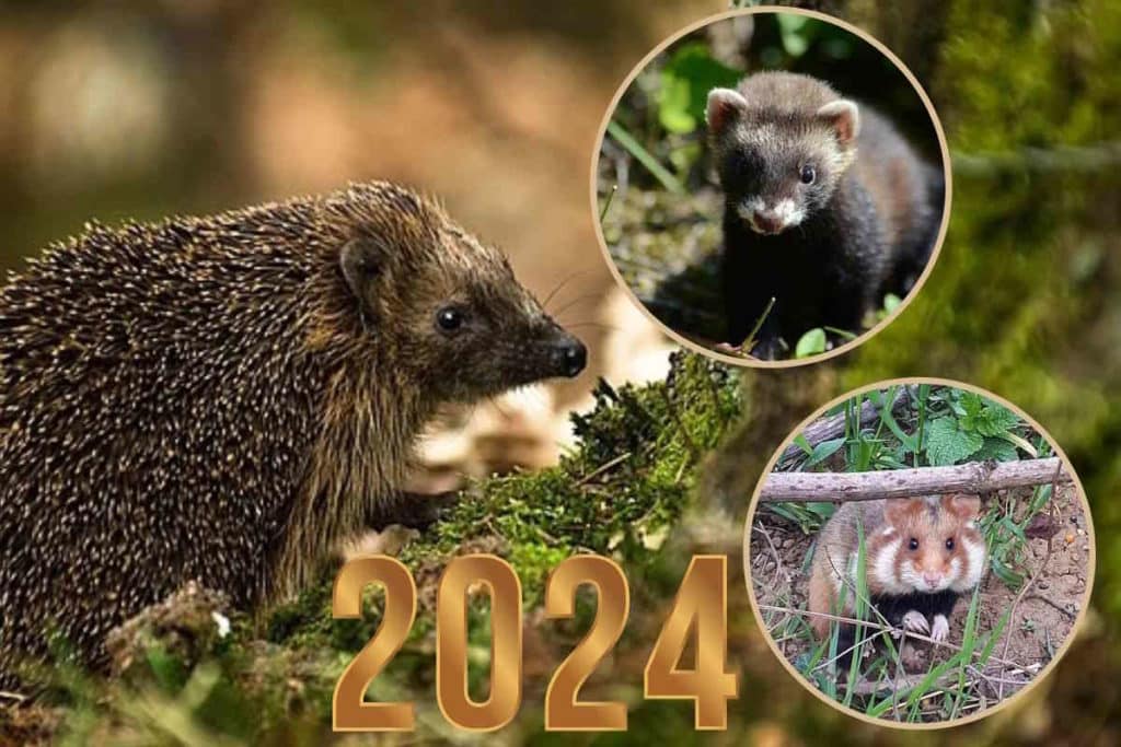 animali 2024.jpg