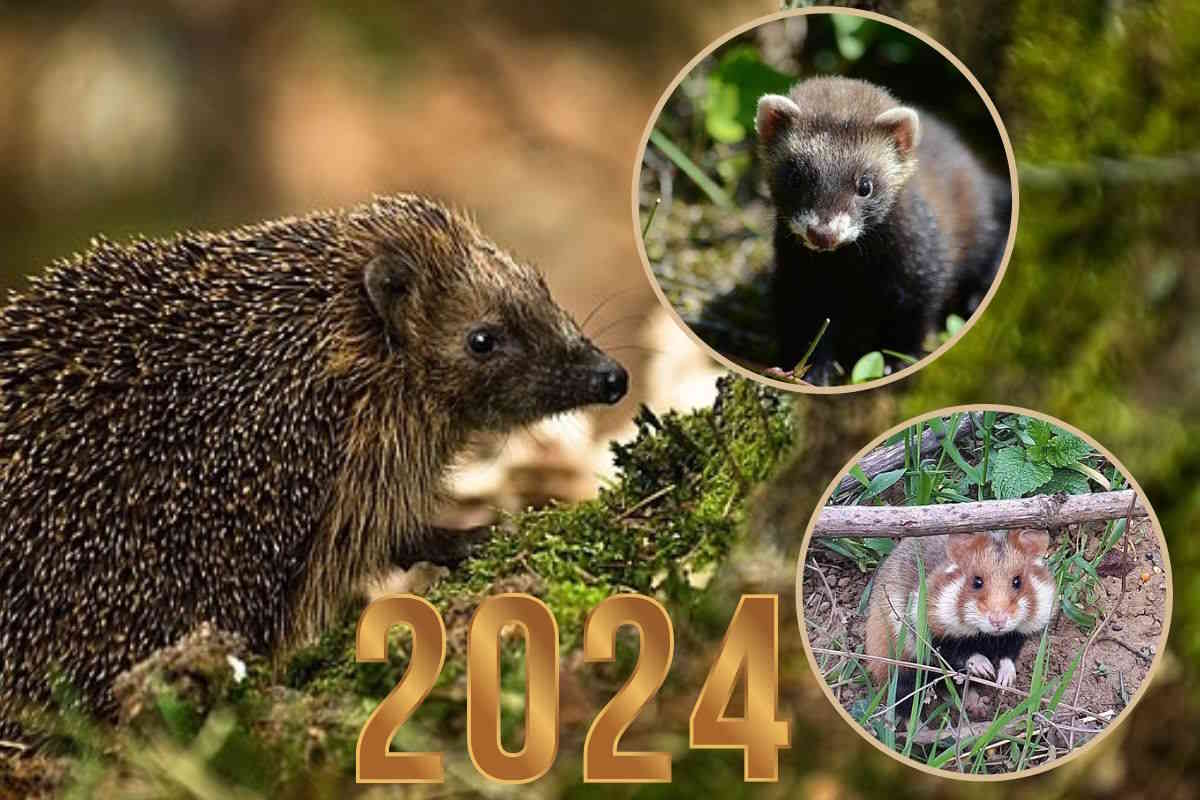 Riccio, criceto e puzzola: sono loro gli animali dell’anno 2024 in Europa 1 animali 2024.jpg