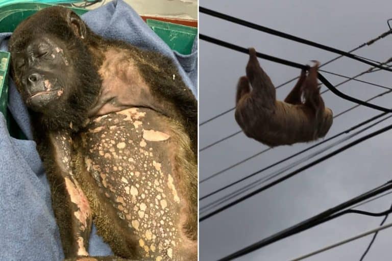 animali costa rica.jpg