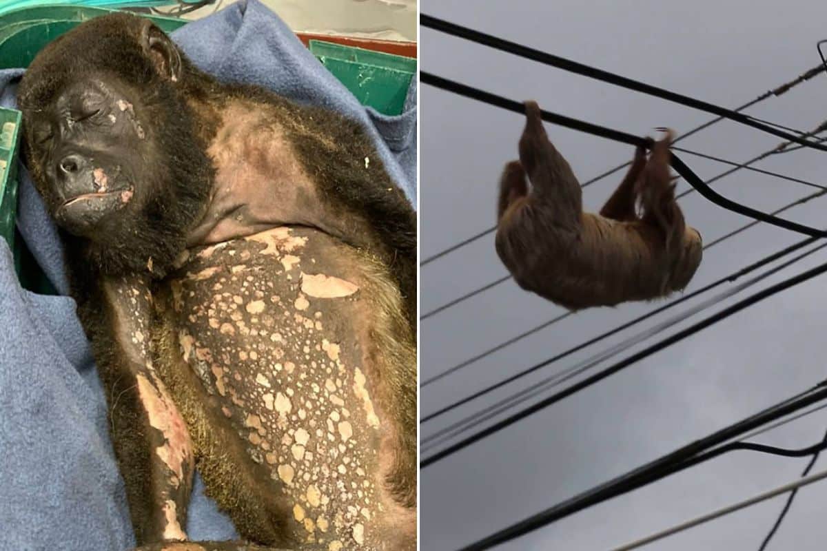 animali costa rica.jpg