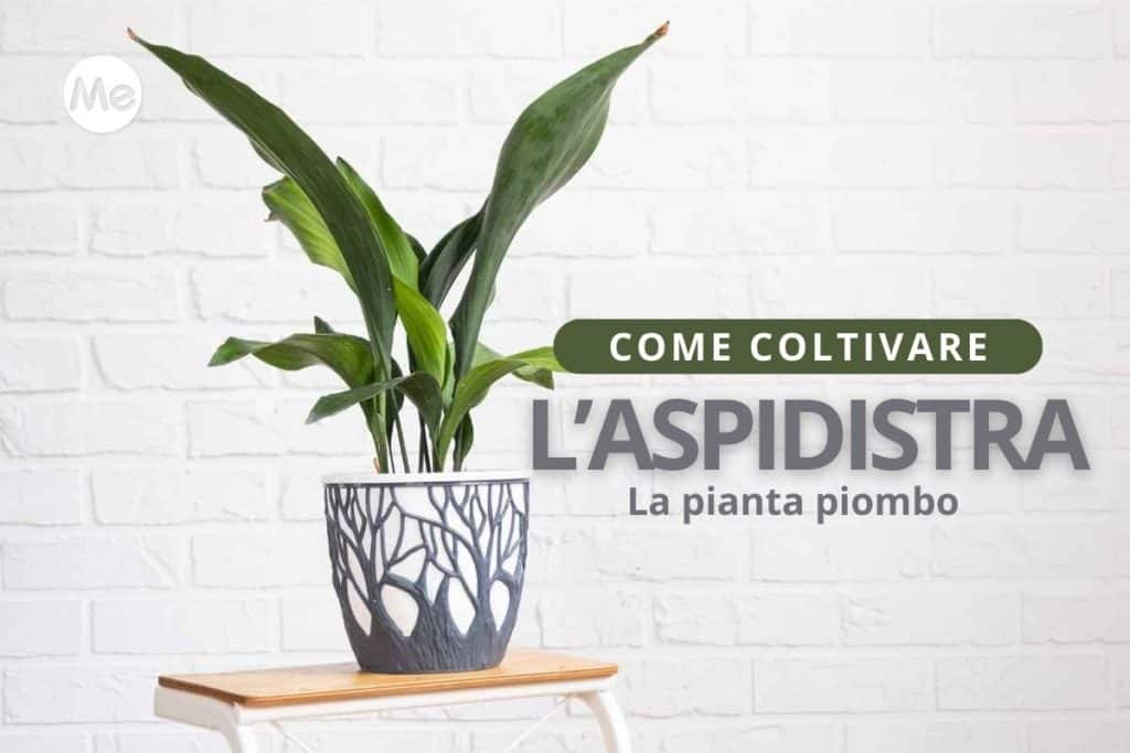 aspidistra 1.jpg