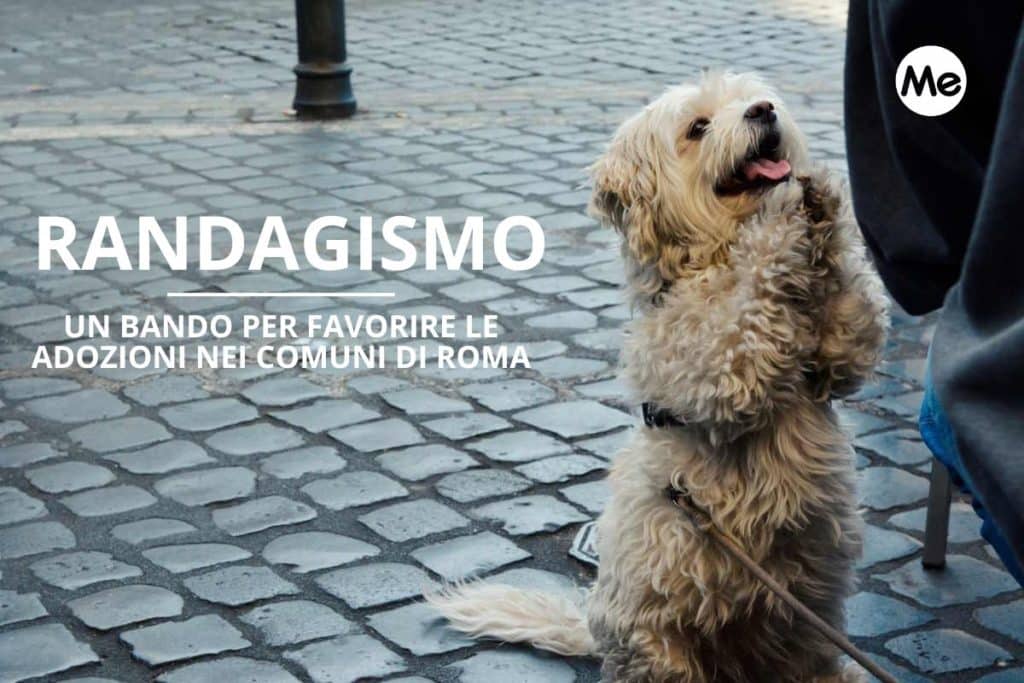 bando randagismo.jpg