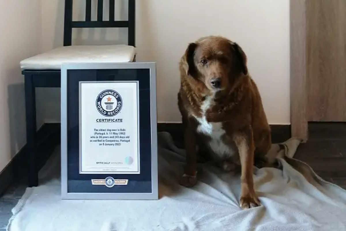 La sospetta età di Bobi: il record del cane più longevo finisce sotto inchiesta 1 bobbi.jpg