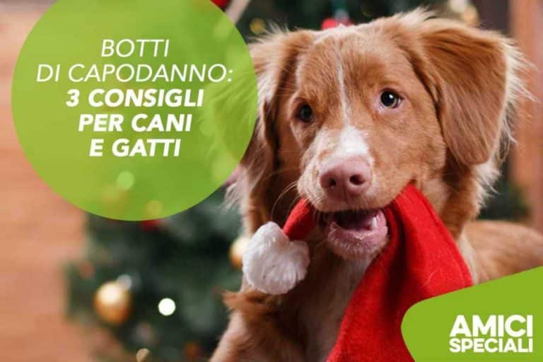 botti capodanno cani animali.jpg