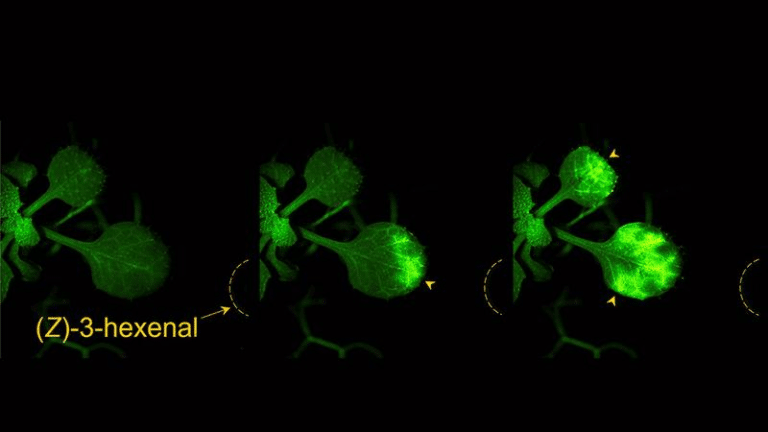 ca2 signals in arabidopsis m.png