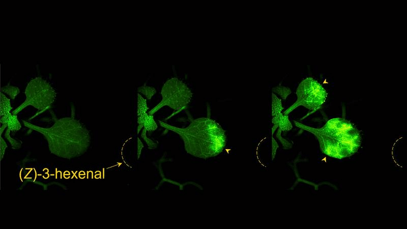 Le piante parlano: scoperta la comunicazione chimica tra le piante 1 ca2 signals in arabidopsis m.png
