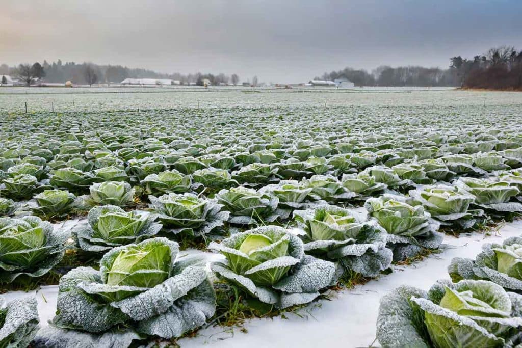 campo verdura gelata.jpg