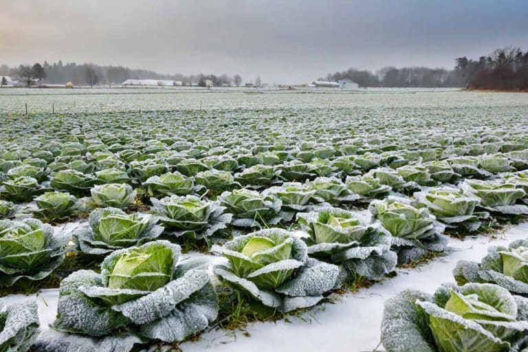 campo verdura gelata.jpg
