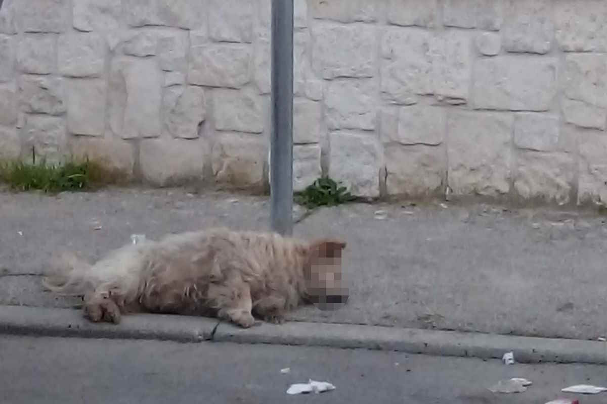 cane aversa.jpg