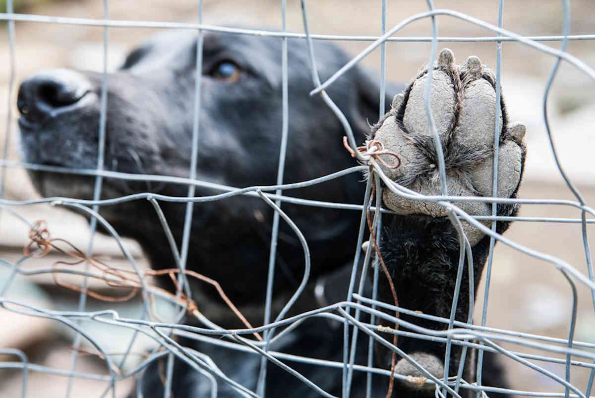 90 cani trovati in gabbie accatastate fino al soffitto: maxi recupero in Pennsylvania 1 cane gabbia.jpg