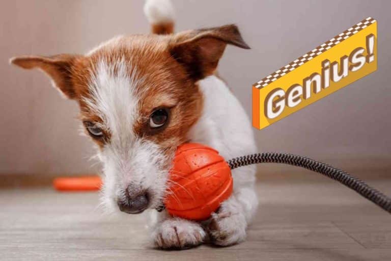 cane genio.jpg