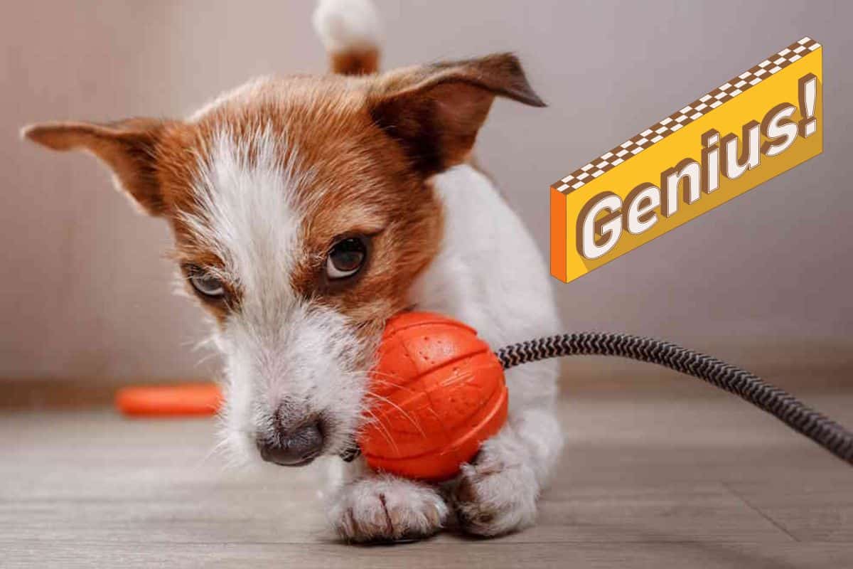 cane genio.jpg