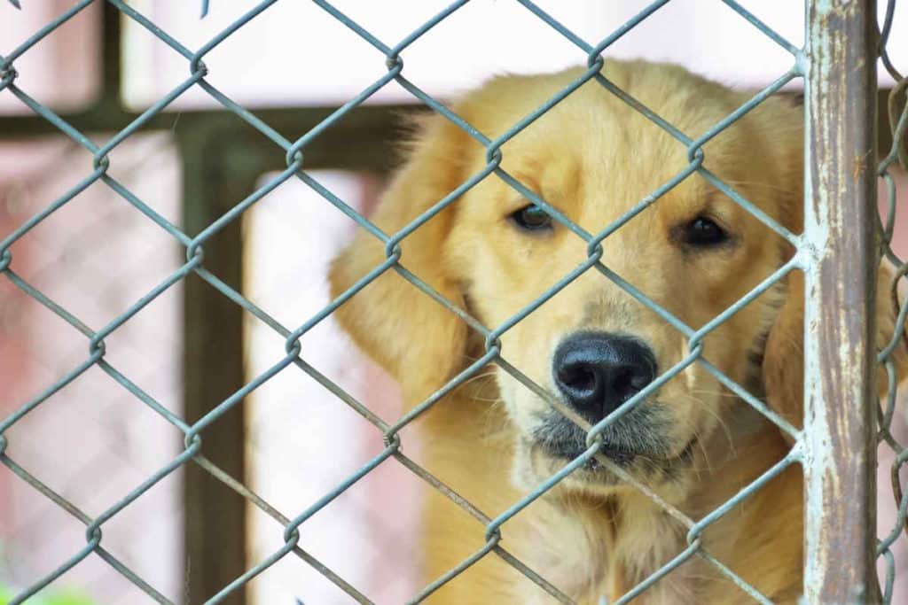 cane goldengabbia.jpg