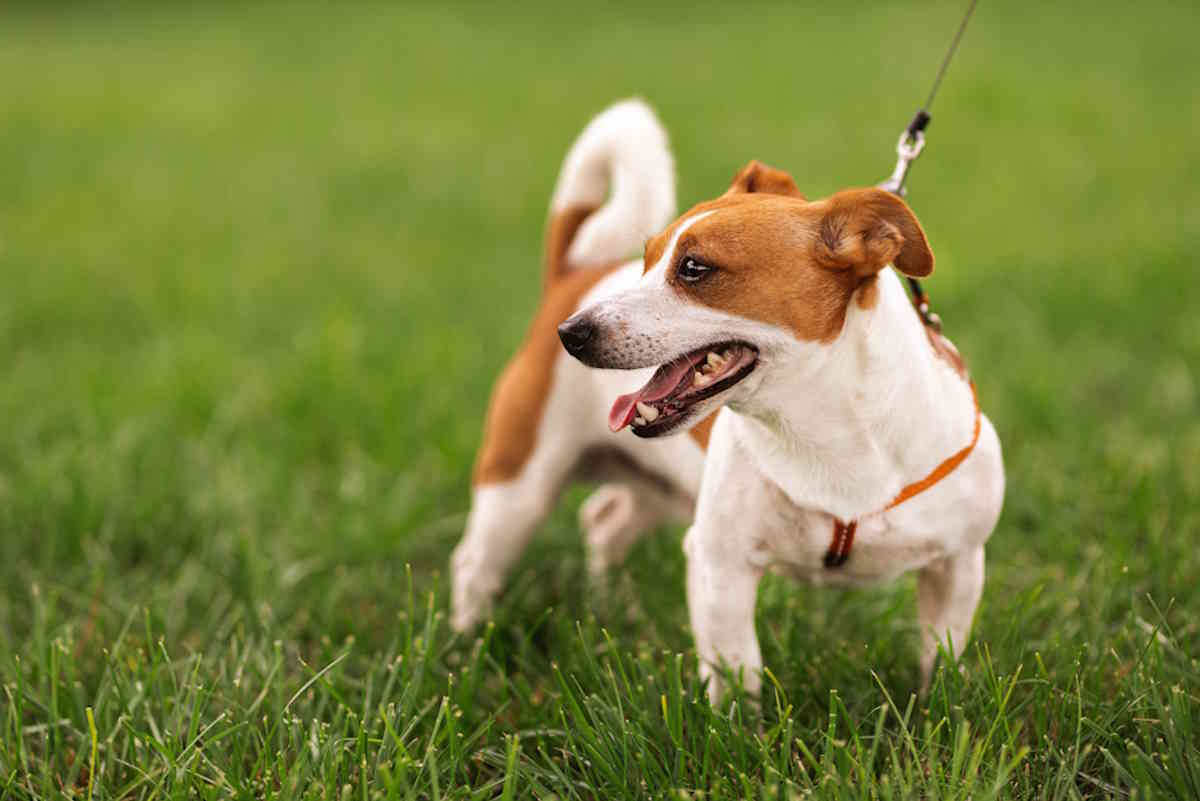 cane jack.jpg