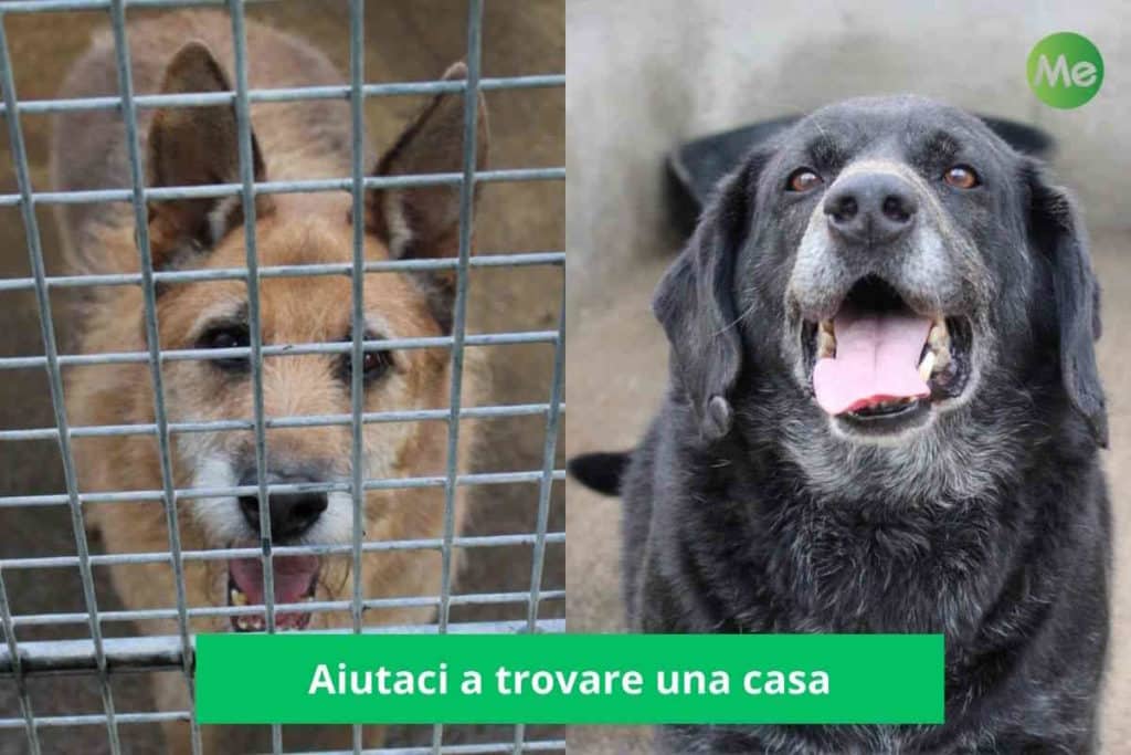 cani Calabria.jpg