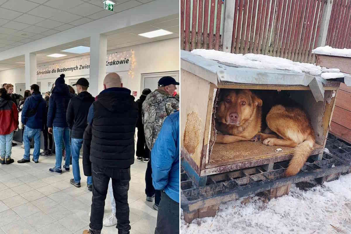 cani polonia.jpg