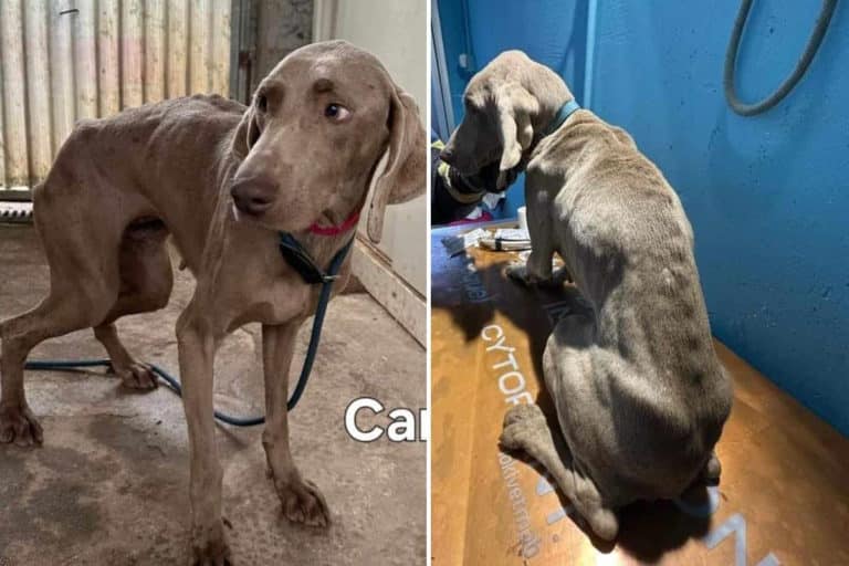 cani weimaraner.jpg