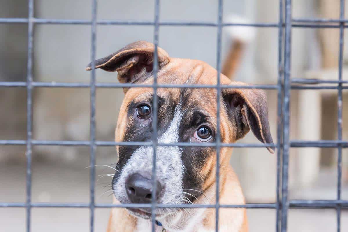 200 euro di sconto sulla Tari per chi adotta un cane dai rifugi di questo Comune 1 canile.jpg