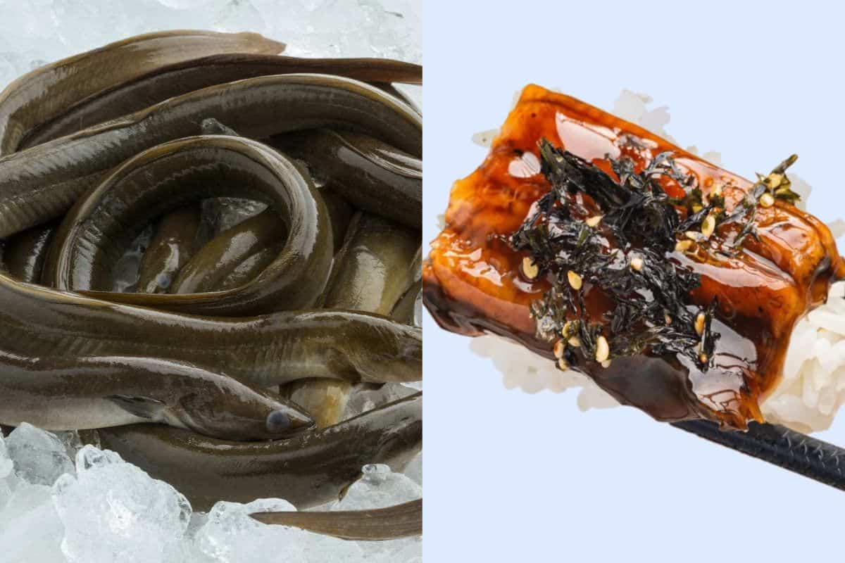 carne coltivata anguilla.jpg