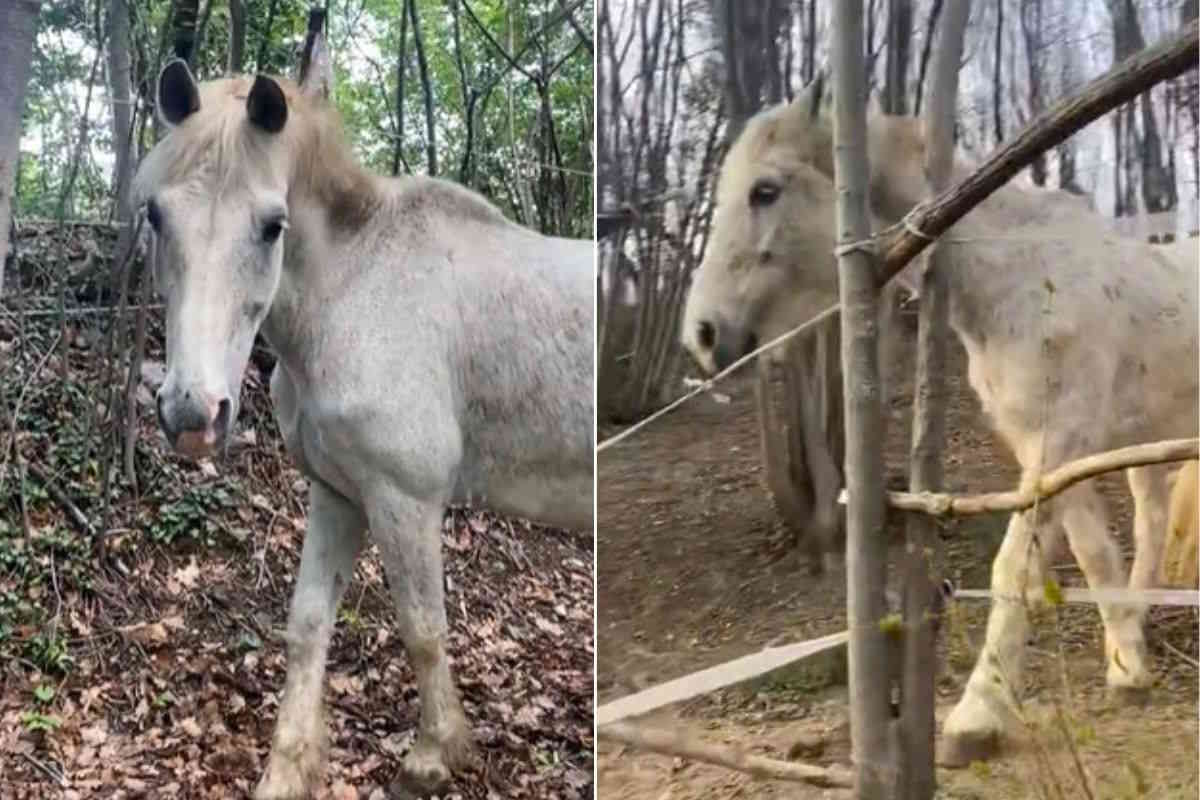 Addio Tornado, il cavallo morto a causa dei botti di Capodanno è l’ennesima vittima di una tradizione da abolire 1 cavallo Tornado.jpg