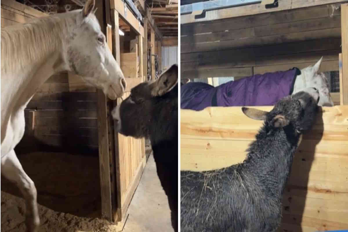 La cavalla cieca Luna e l’asino Petey, i “suoi occhi” e la sua guida nella vita 1 cavallo asino.jpg