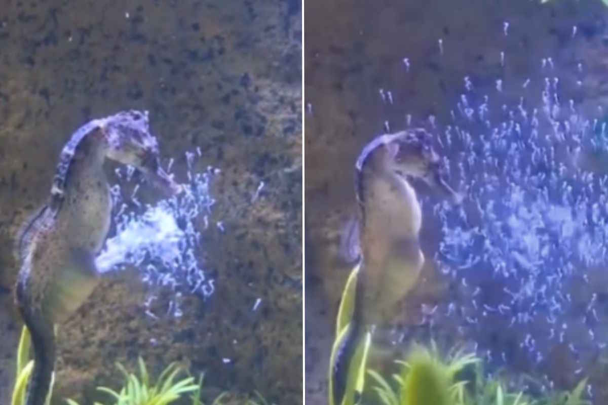 Cavalluccio marino dà alla luce i suoi 300 piccoli: il video è straordinario (ma ti farà riflettere) 1 cavallucci marini.jpg