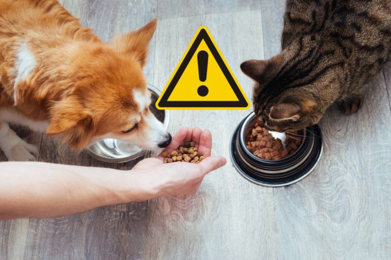 cibo cani gatti allerta.jpg