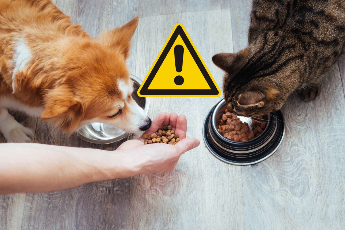 cibo cani gatti allerta.jpg