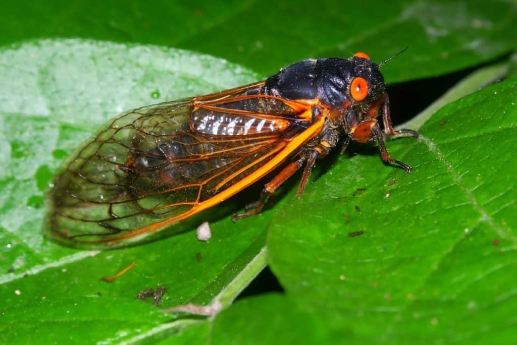 cicale usa.jpg