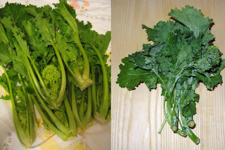 cime di rapa 1.jpg