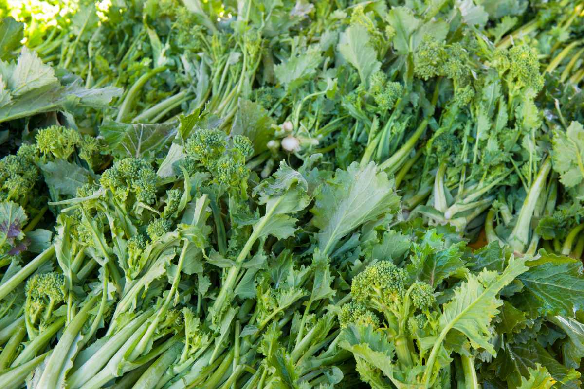 Cime di rapa: proprietà, calorie e gli straordinari benefici 1 cime di rapa 1.jpg